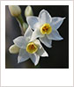 Daffodill